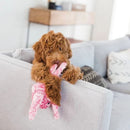 A brown curly-haired dog sitting on a light Grey sofa, holding a pink ZippyPaws Floppy Jelly Plush Dog Toy.