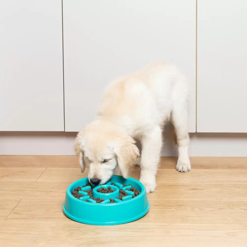 Golden Retriever puppy eating from the ZippyPaws Happy Bowl Donut slow feed bowl on a timber floor