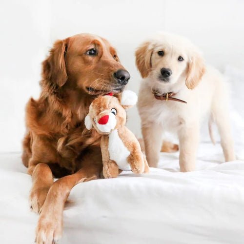 Two happy dogs playing with the ZippyPaws Holiday Reindeer Dog Toy in a cosy living room, spreading holiday cheer.