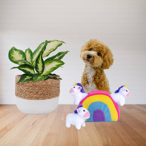 A dog sits alertly on a light-coloured floor inside a bright, Australian living room, positioned behind the ZippyPaws rainbow burrow toy, beside a sunny indoor plant. 