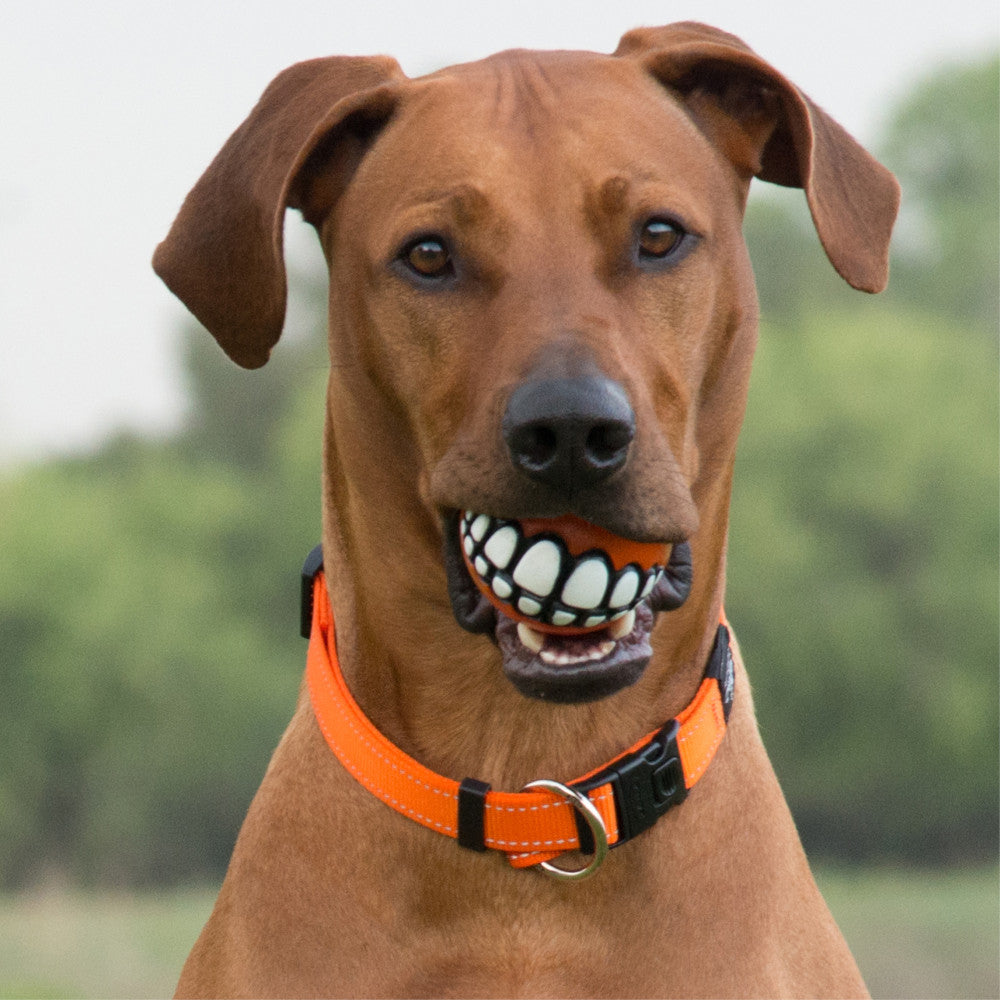Rogz Grinz Ball, the Smiling Dog Toy