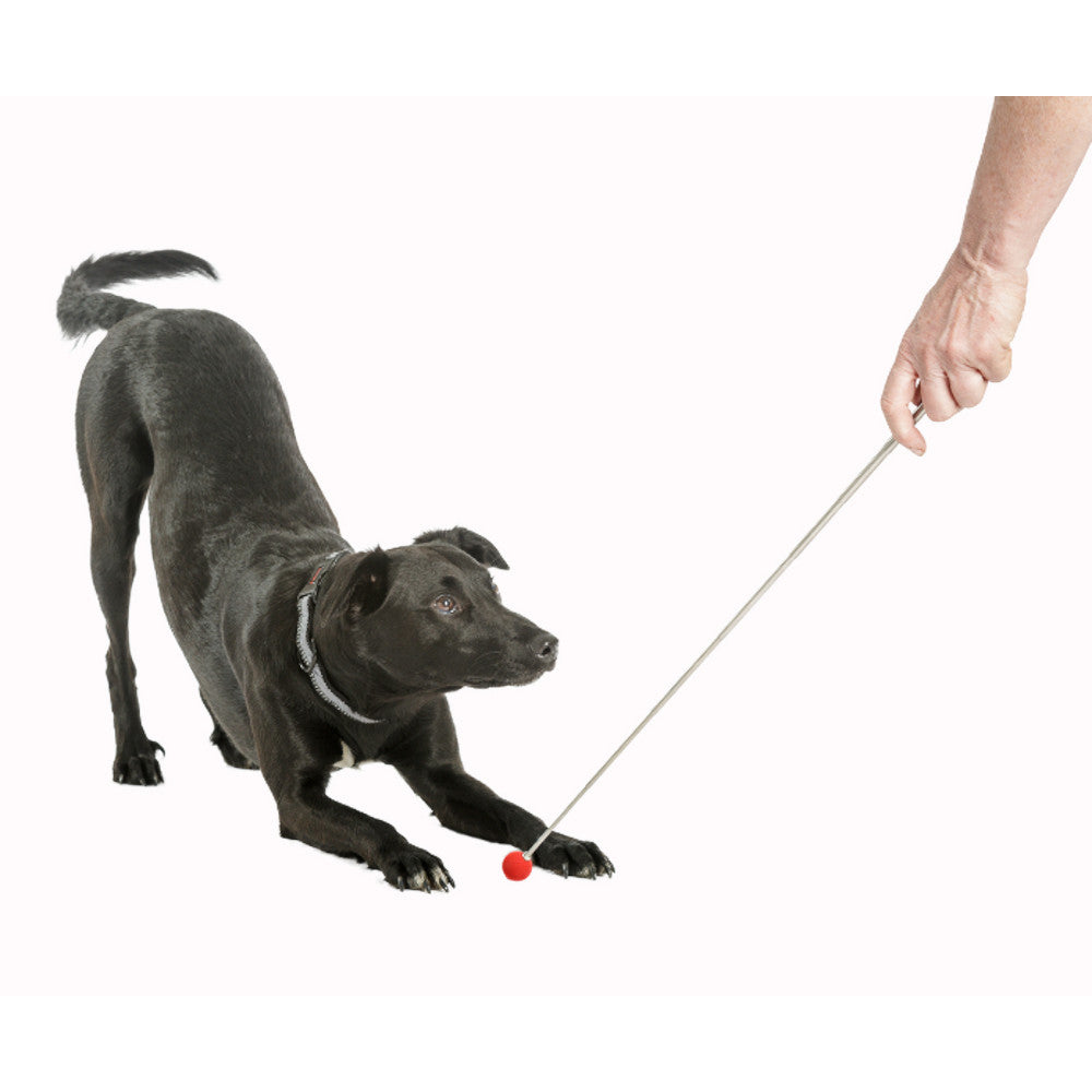 Company of Animals Target Stick - Dog Training