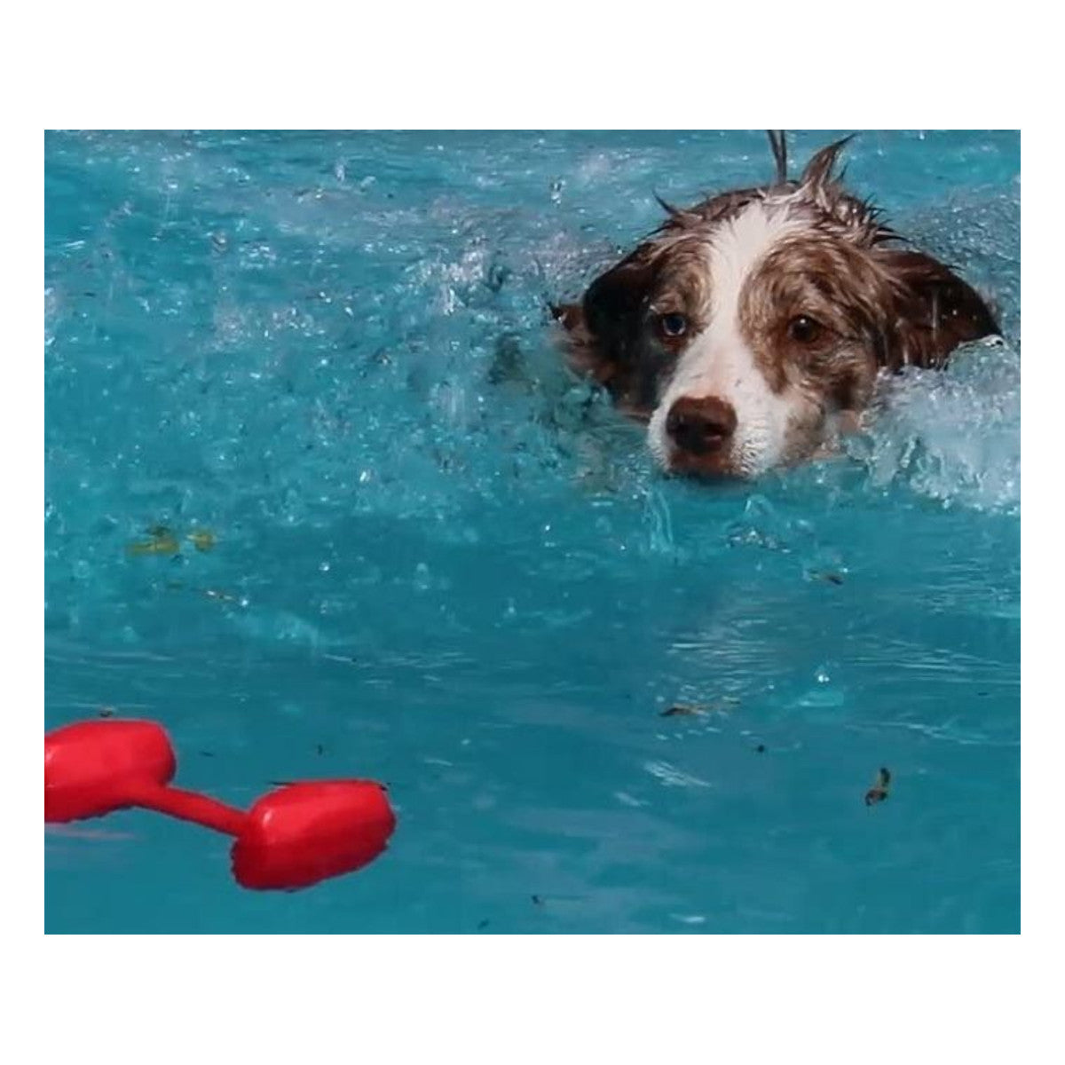 Company of Animals Training Dumbbell - Floating Dog Toy