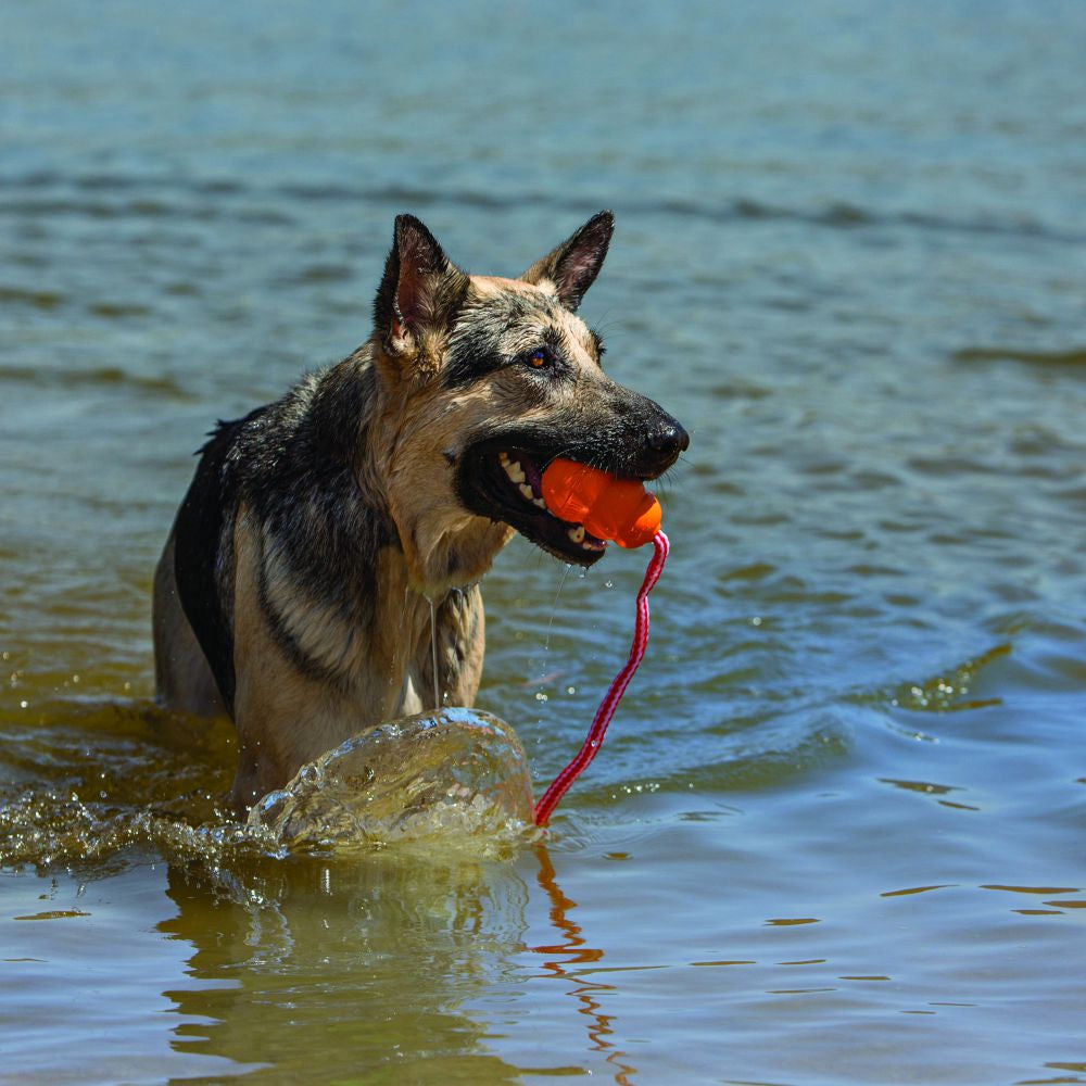 Dog retrieving a KONG Aqua floating toy