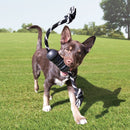 Energetic dog enjoying playtime with a KONG Extreme Rubber Dental Toy in its mouth, promoting dental health during outdoor fun.