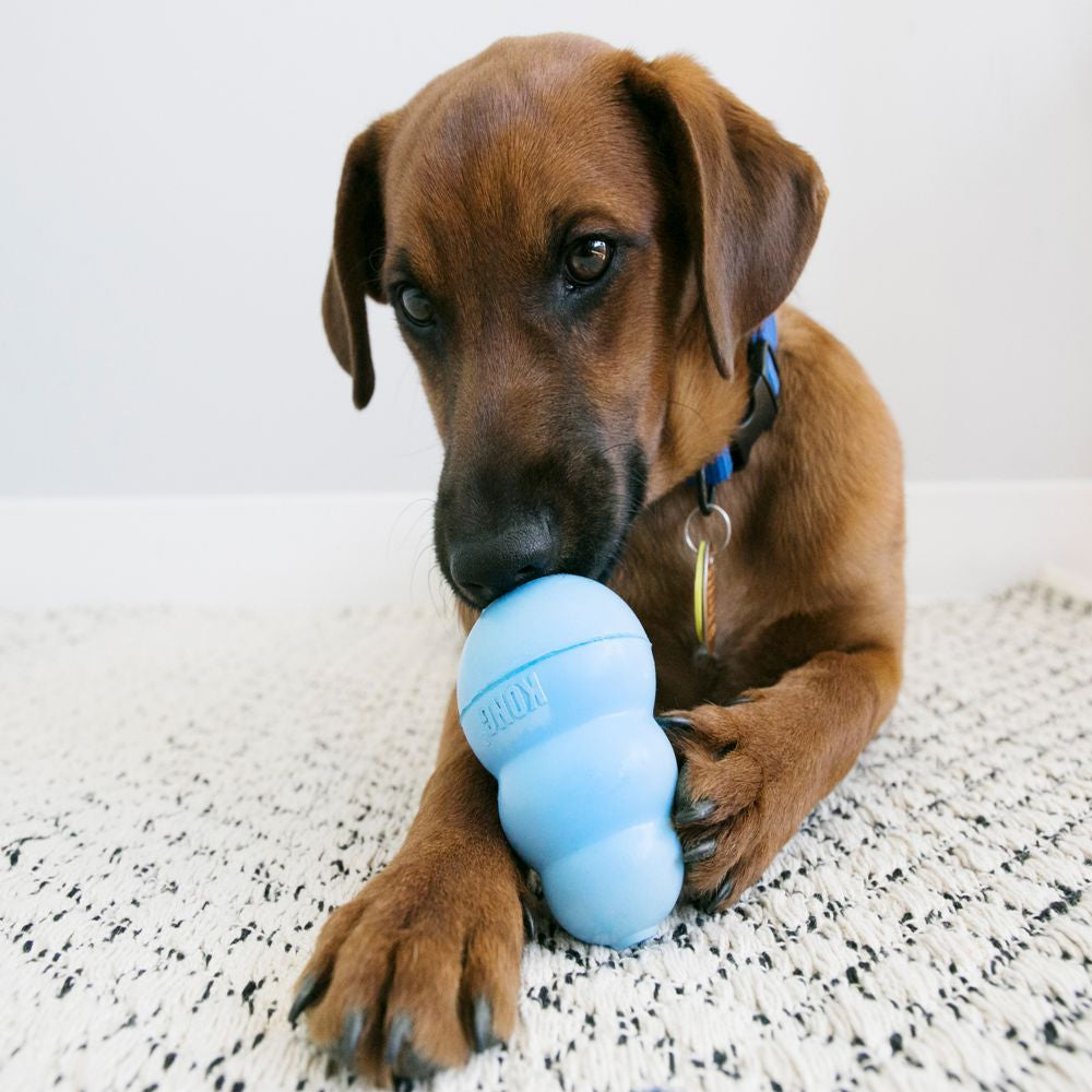 KONG Puppy Blue can teach your new puppy appropriate chewing behaviour and helps soothe gum pain.