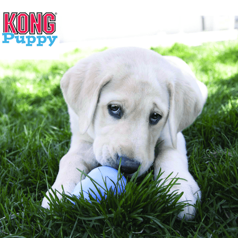 KONG Puppy Dog Toy