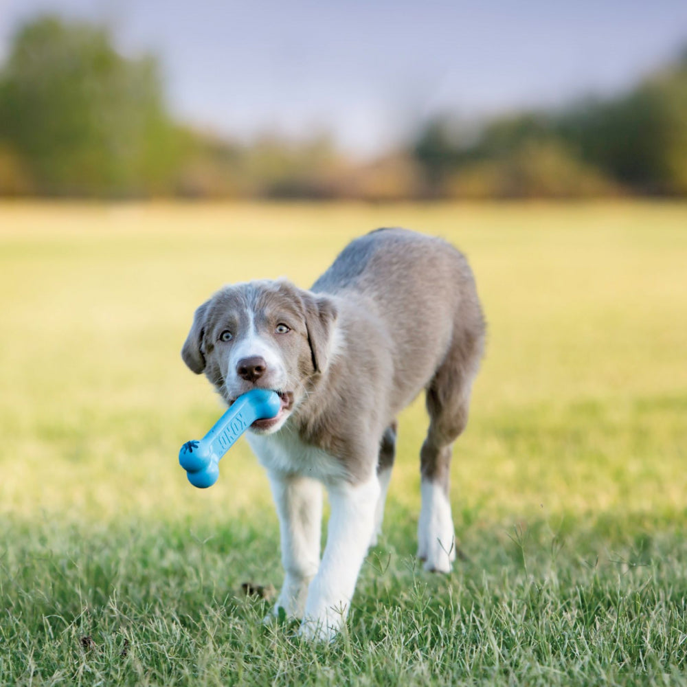 KONG Puppy Rubber Dog Toy - Blue Goodie Bone