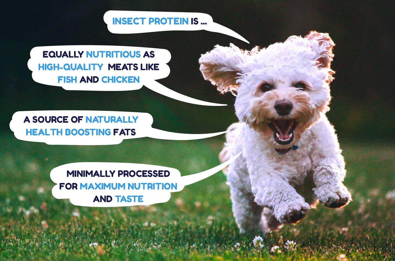 Banner advertisement for One with Everything insect protein bites featuring an image of a canine and the product benefits.