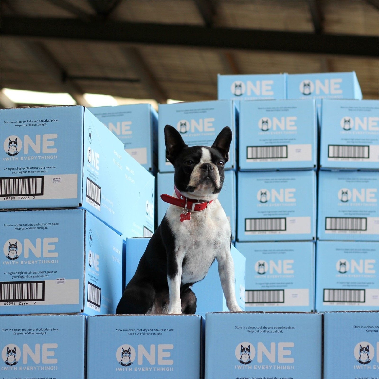 ONE With Everything Superfood Shortbread Dog Treat Boxes with Frenchie