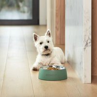 Snooza Pet Bowl Concrete Sage Green