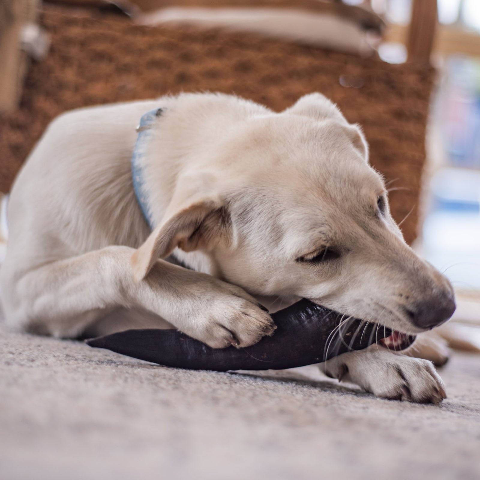 WAG Goat Horn Long-Lasting Chew Treat for Dogs