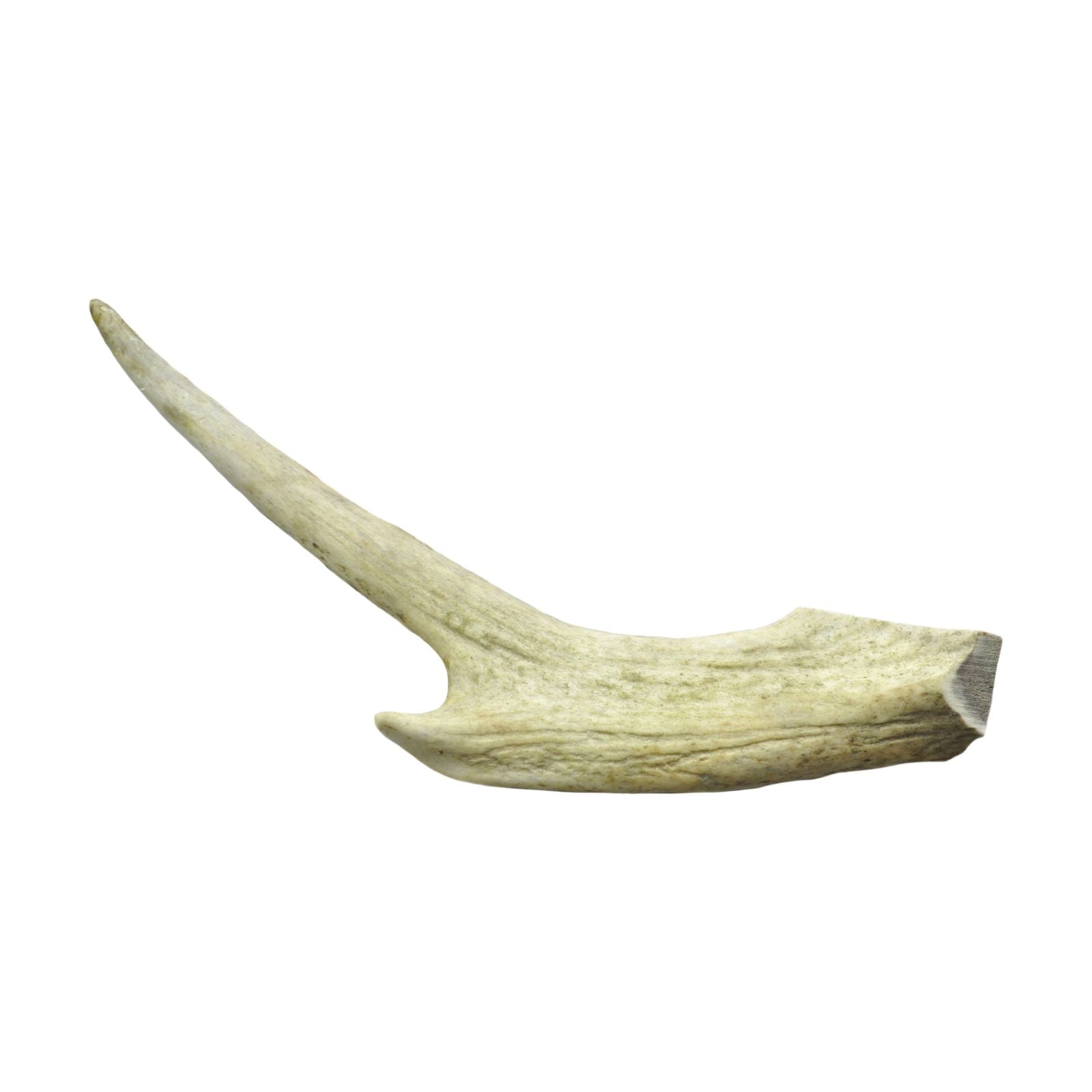 Tasty and Nutritious Large Deer Antler Dog Chew for Happy Doggos