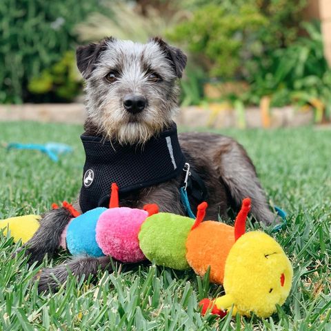 ZippyPaws Caterpillar Plush Dog Toy with 6 Squeakers